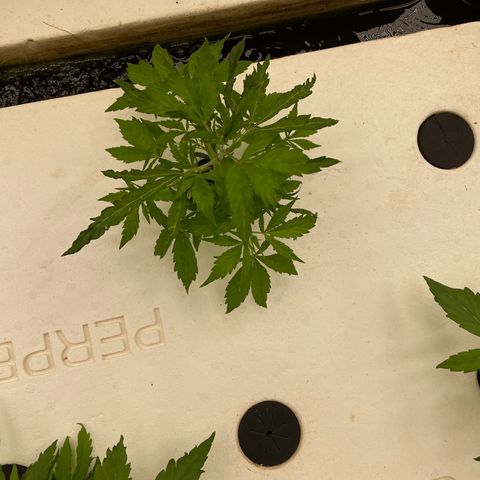Lifter  growlog photo: Plants have weird edged some really dark green leaves turned up lights to see if it helps straighten them back out 
