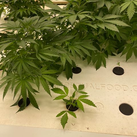 Lifter  growlog photo: Plants have weird edged some really dark green leaves turned up lights to see if it helps straighten them back out 
