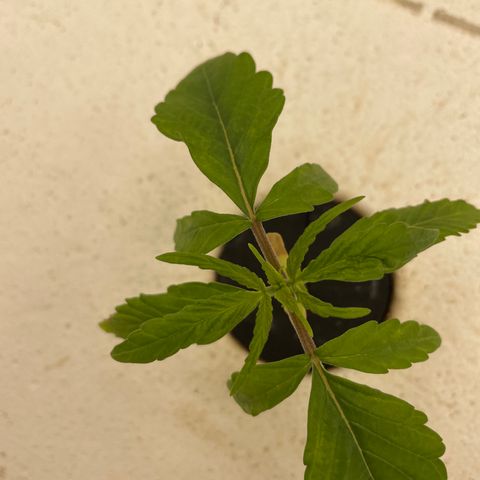 Lifter  growlog photo: Plants have weird edged some really dark green leaves turned up lights to see if it helps straighten them back out 
Little yellow on edges 