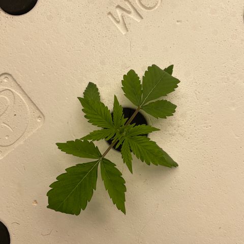 Lifter  growlog photo: Plants have weird edged some really dark green leaves turned up lights to see if it helps straighten them back out 
Little yellow on edges 