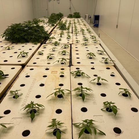 Lifter  growlog photo: Plants have weird edged some really dark green leaves turned up lights to see if it helps straighten them back out 
Little yellow on edges 
