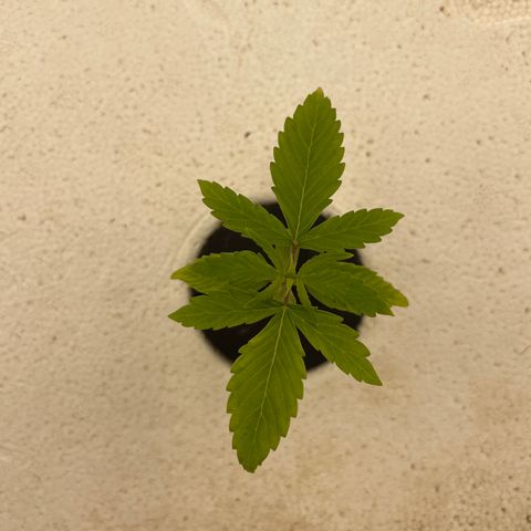 Lifter  growlog photo: Plants have weird edged some really dark green leaves turned up lights to see if it helps straighten them back out 
Little yellow on edges 