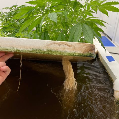 Lifter  growlog photo: Plants have weird edged some really dark green leaves turned up lights to see if it helps straighten them back out 
Little yellow on edges 