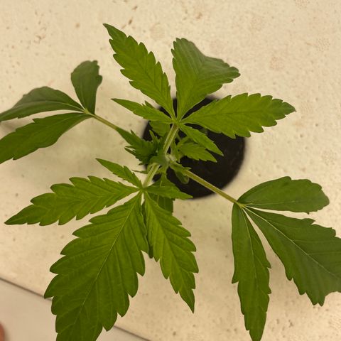 Lifter  growlog timeline photo