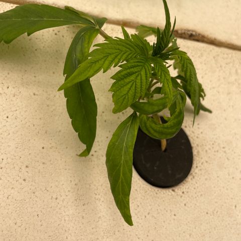 Lifter  growlog timeline photo