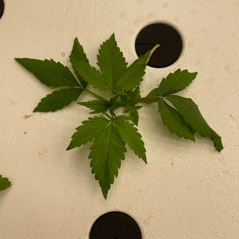 Lifter  growlog timeline photo