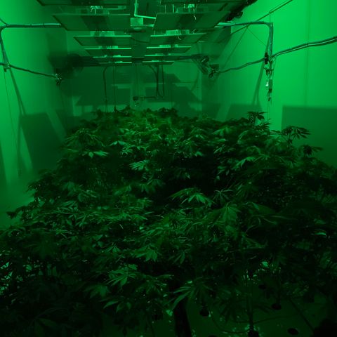 Cbg  growlog timeline photo