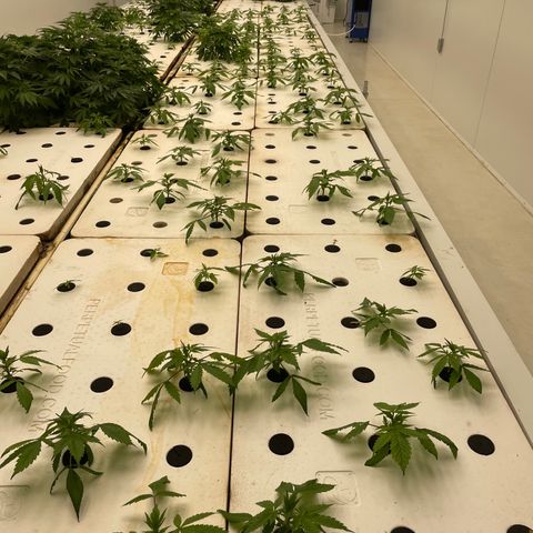 Cbg  growlog timeline photo