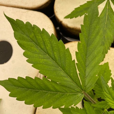 Cbg  growlog timeline photo