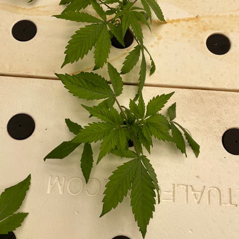 Cbg  growlog timeline photo
