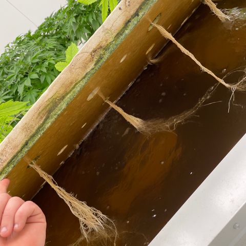 Cbg  growlog timeline photo