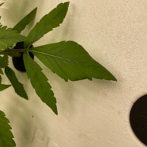 Cbg  growlog timeline photo