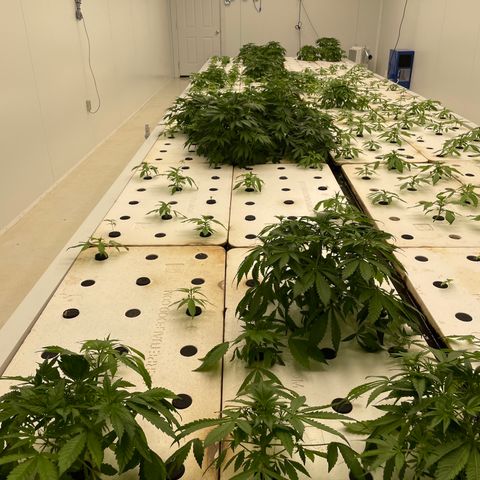 Lifter  growlog photo: Yellow tips on some plants 