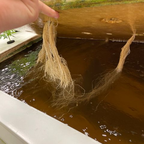 Lifter  growlog photo: Yellow tips on some plants 