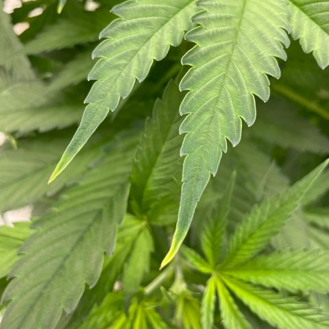 Lifter  growlog photo: Yellow tips on some plants 