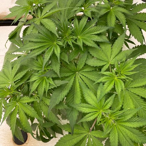 Lifter  growlog photo: Yellow tips on some plants 