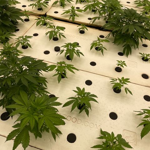Lifter  growlog photo: Yellow tips on some plants 