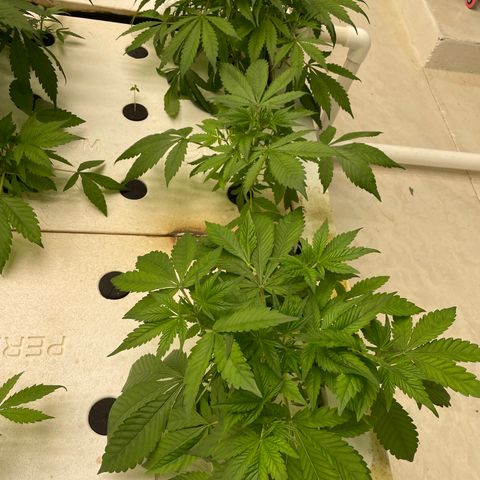 Lifter  growlog photo: Yellow tips on some plants 