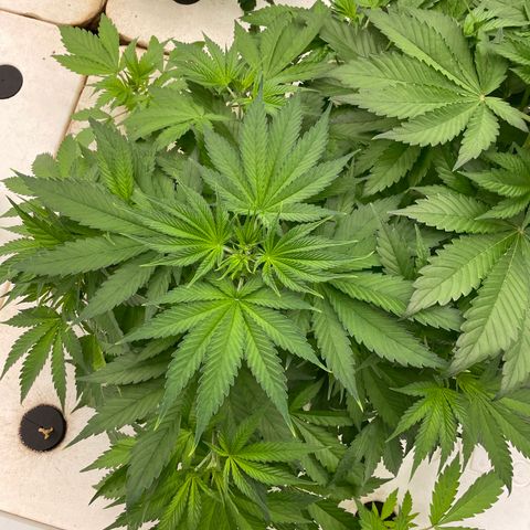 Lifter  growlog photo: Yellow tips on some plants 