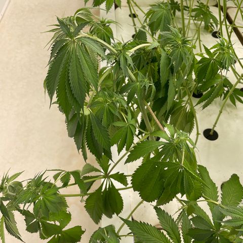 Cbg  growlog photo: New plant wilted over root smithing only off the outside membrain new flowers developing weird yellowing on a plant out of no where 