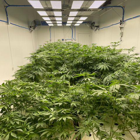 Cbg  growlog photo: New plant wilted over root smithing only off the outside membrain new flowers developing weird yellowing on a plant out of no where 