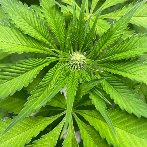 Cbg  growlog photo: New plant wilted over root smithing only off the outside membrain new flowers developing weird yellowing on a plant out of no where 
