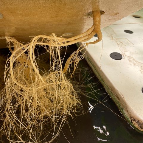Cbg  growlog photo: New plant wilted over root smithing only off the outside membrain new flowers developing weird yellowing on a plant out of no where 