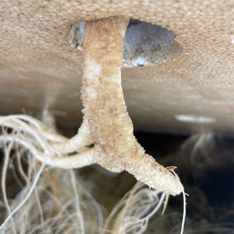 Cbg  growlog photo: New plant wilted over root smithing only off the outside membrain new flowers developing weird yellowing on a plant out of no where 