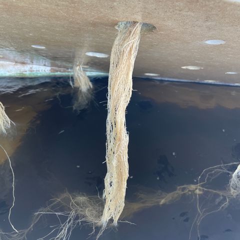 Cbg  growlog photo: New plant wilted over root smithing only off the outside membrain new flowers developing weird yellowing on a plant out of no where 