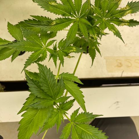 Cbg  growlog photo: New plant wilted over root smithing only off the outside membrain new flowers developing weird yellowing on a plant out of no where 