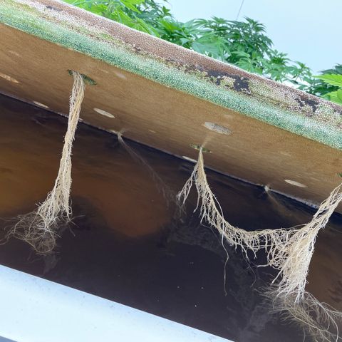 Lifter  growlog timeline photo
