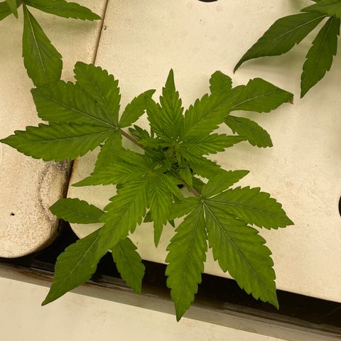 Lifter  growlog timeline photo