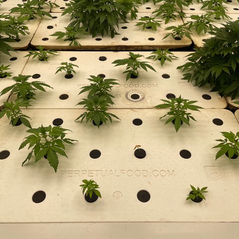 Lifter  growlog photo: Strange plant growth 
