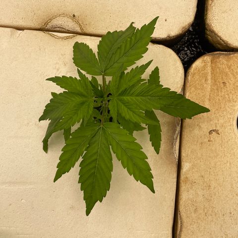 Lifter  growlog photo: Strange plant growth 