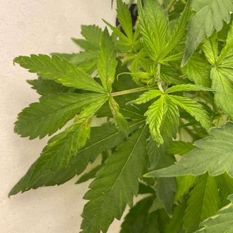 Lifter  growlog photo: Strange plant growth 