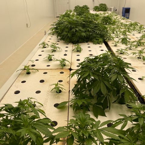 Lifter  growlog photo: Strange plant growth 