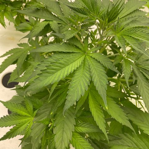 Lifter  growlog photo: Strange plant growth 