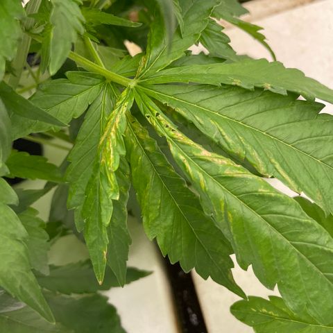Lifter  growlog photo: Strange plant growth 
