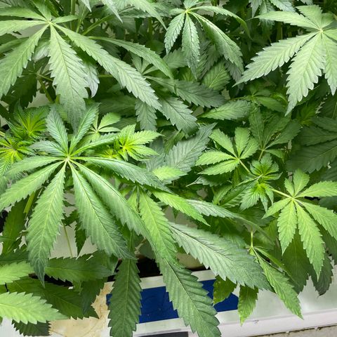 Cbg  growlog photo: Plants all doing alright still showing burn or tuttient on leaves feed as normal some plants showing wilt on entry side of room opposite side of room plant that was dropping is now recovering 