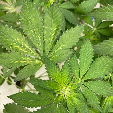 Cbg  growlog timeline photo