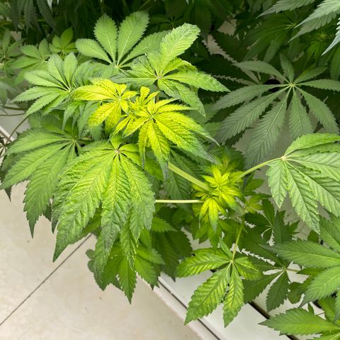 Cbg  growlog photo: Plants all doing alright still showing burn or tuttient on leaves feed as normal some plants showing wilt on entry side of room opposite side of room plant that was dropping is now recovering 