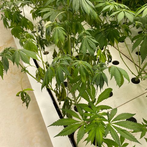 Cbg  growlog timeline photo