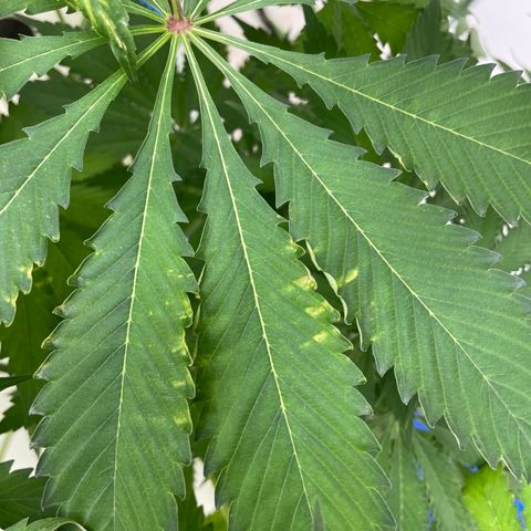 Cbg  growlog timeline photo
