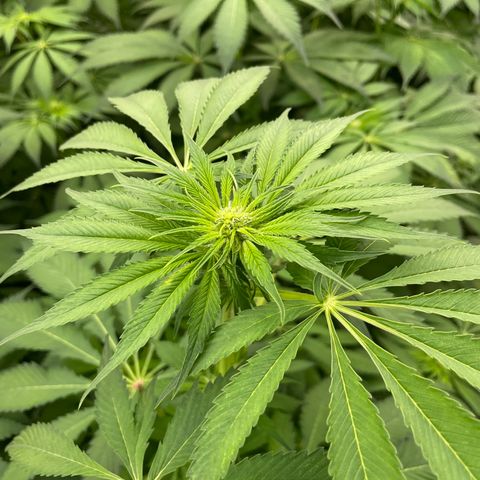Cbg  growlog photo: Plants all doing alright still showing burn or tuttient on leaves feed as normal some plants showing wilt on entry side of room opposite side of room plant that was dropping is now recovering 