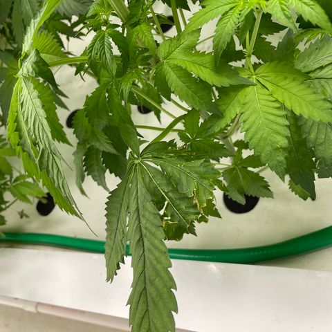 Cbg  growlog photo: Plants all doing alright still showing burn or tuttient on leaves feed as normal some plants showing wilt on entry side of room opposite side of room plant that was dropping is now recovering 