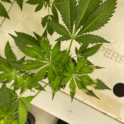Cbg  growlog timeline photo