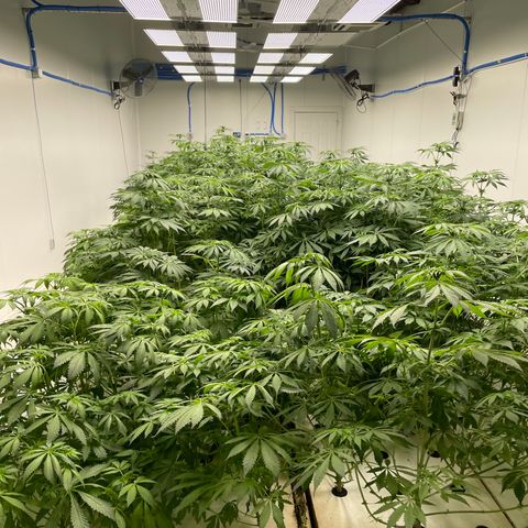 Cbg  growlog photo: Plants all doing alright still showing burn or tuttient on leaves feed as normal some plants showing wilt on entry side of room opposite side of room plant that was dropping is now recovering 