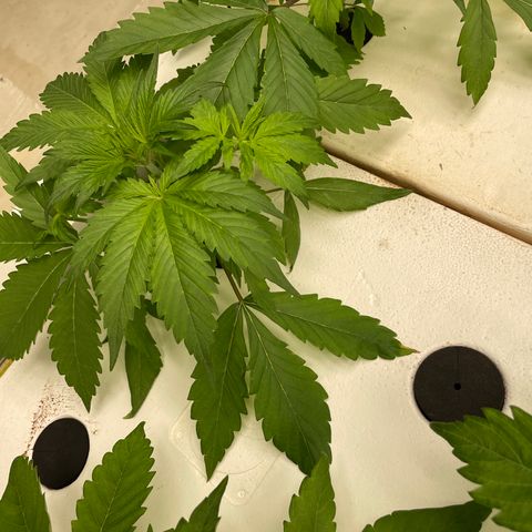 Lifter  growlog timeline photo