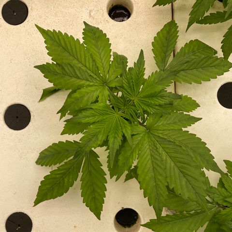 Lifter  growlog timeline photo