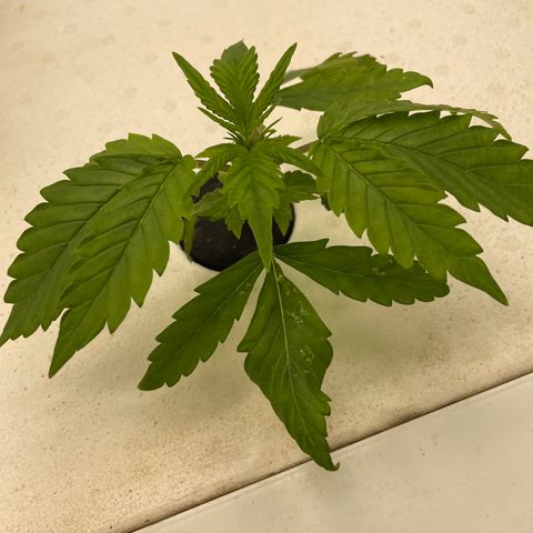 Lifter  growlog timeline photo